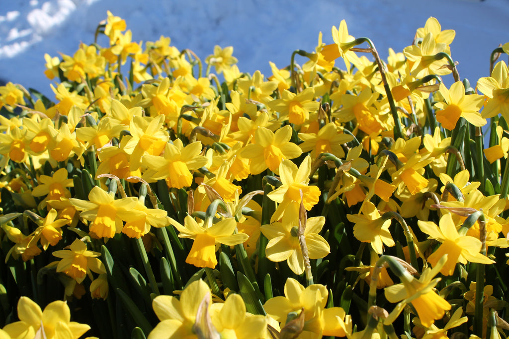 Kuvassa on keltaisia narsissin kukkia sinertävänvalkoista lunta vasten. 