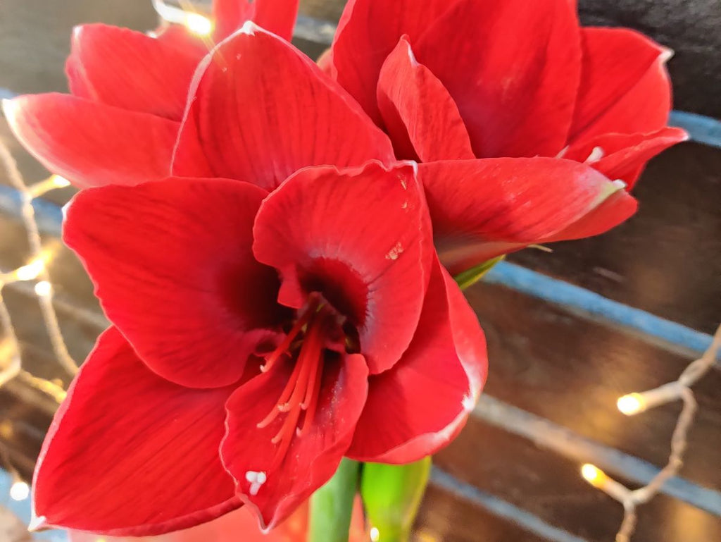 Viikonloppuna tapahtuu 13.–14.12.2025