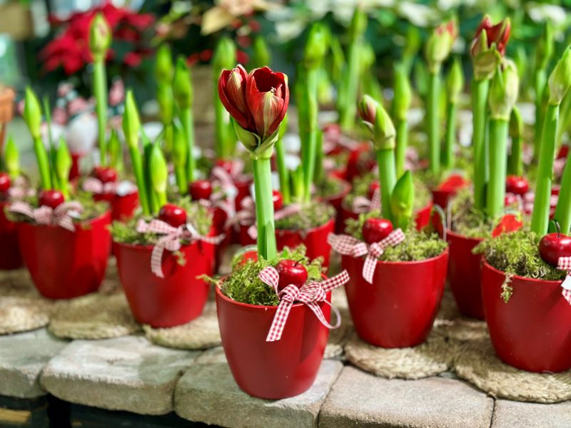 Punainen amaryllis punaisessa ruukussa jouluisin koristein somistettuna.