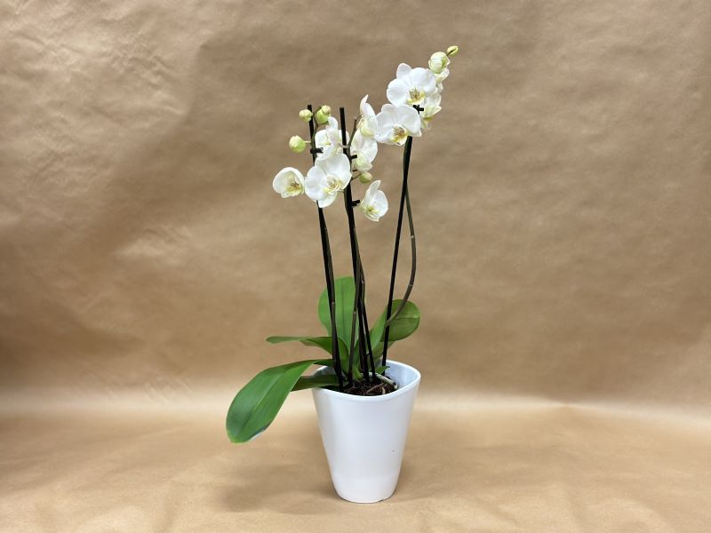 Orkidea, jossa on paljon valkoisia kukkia. Orkidea on valkoisessa ruukussa.